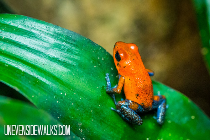 Strawberry Blue Jeans Poisonous Tree Frog at La Paz Waterfalls Exhibit